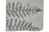 Carboniferous Fossil Fern (Pecopteris) Plate - France #378111-1